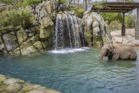 The Fort Worth Zoo is Growing - American Humane - American Humane