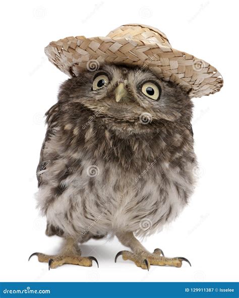 Young Owl Wearing A Hat In Front Of White Background Stock Image - Image of full, indoors: 129911387