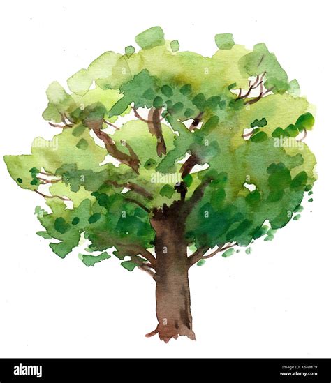 Watercolor oak tree Stock Photo - Alamy