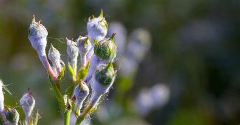 How to Identify and Treat Powdery Mildew on Roses | Gardener’s Path