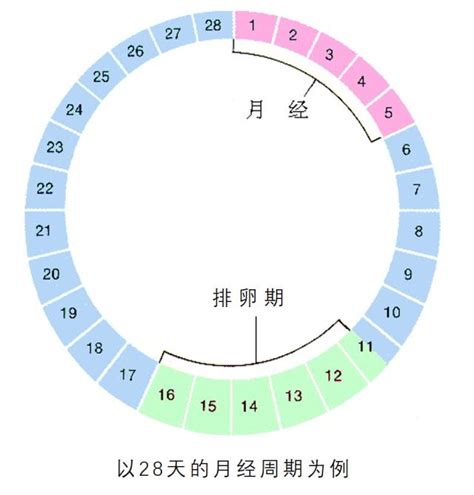 爱科普 | 你想知道的排卵期出血都在这