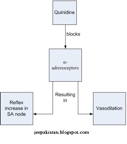 Quinidine Gluconate Mechanism Of Action