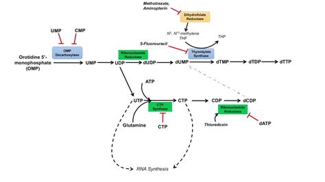 Pyrimidine Synthesis and Salvage Pathway - YouTube