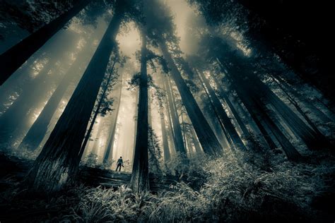 Redwood Forest Photography - Photo Masters Workshops