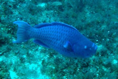 Blue Parrotfish Facts