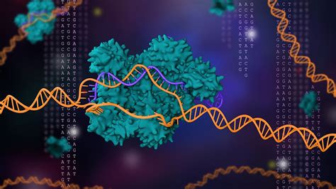 Revolutionary gene editing tool CRISPR wins the chemistry Nobel | Nobel prize in chemistry ...