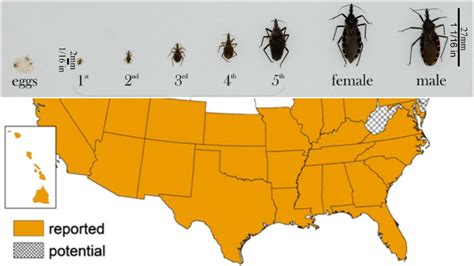 Deadly ‘kissing bug’ spreads to more than half of US, including NC ...