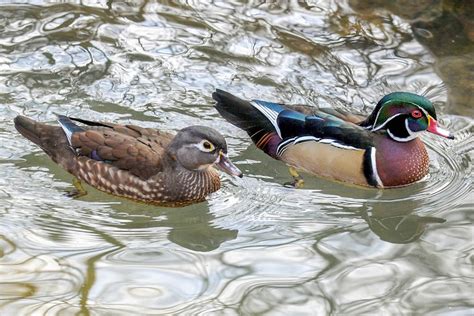 Wood Duck | The Maryland Zoo