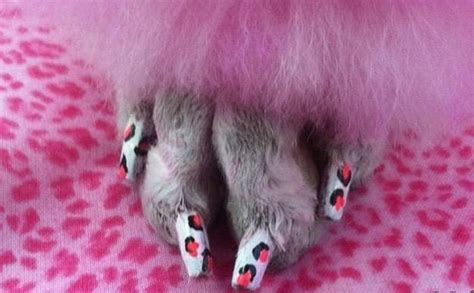 15 Awesome Dog Nail Polish Ideas for Your Puppy