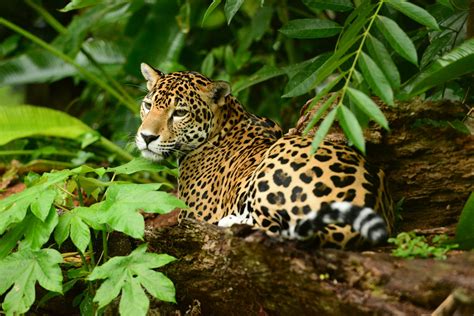 8 Unique Belize Wildlife Experiences - Travel Belize