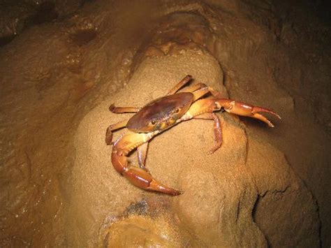 For real, Cave Crabs! - Picture of Aventuras Tierra Adentro, Inc., San Juan - TripAdvisor