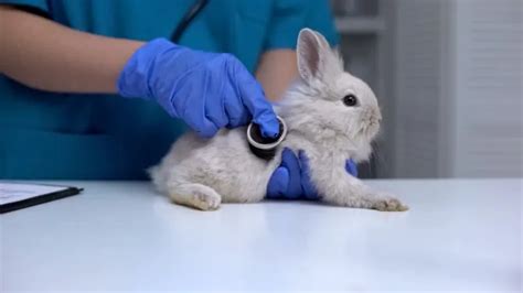 Does My Rabbit Have Fleas? - SimplyRabbits - Rabbit care