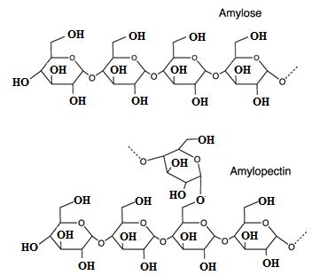 2: Chemical structure of amylose and amylopectin | Download Scientific ...