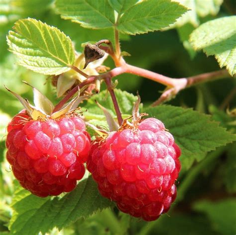 Información del té de hojas de frambuesa roja | Sitquije