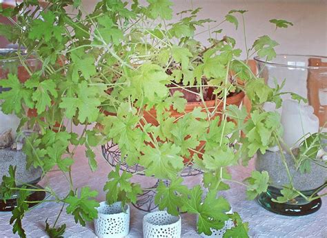 Geranium indoor plant Geraniums, Indoor Plants, Interior, Inside Plants ...