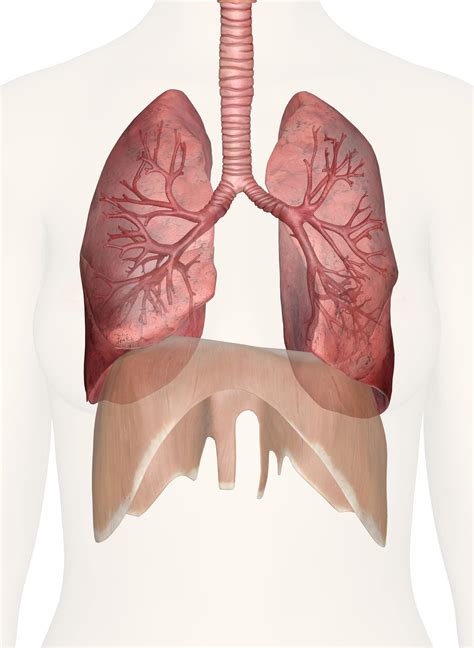 Anatomy Of The Lungs And Heart Costochondritis Lung Infection Lunges | Images and Photos finder