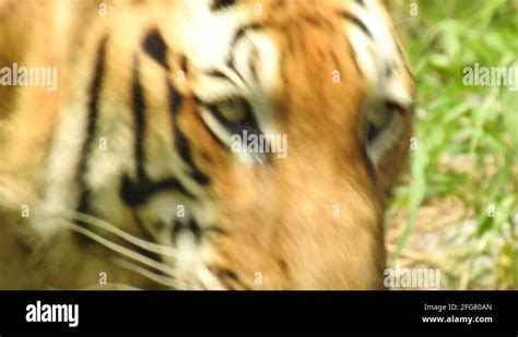 Tiger habitat loss Stock Videos & Footage - HD and 4K Video Clips - Alamy