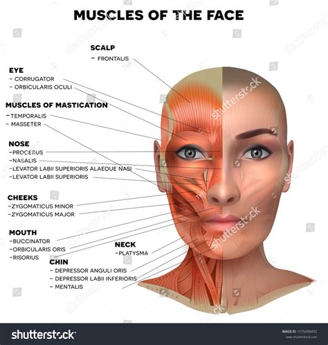 15,453 Facial Muscles Images, Stock Photos & Vectors | Shutterstock