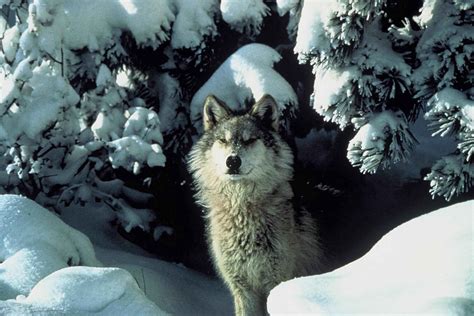 Free picture: endangered, gray wolf, peers, snow, covered, shelter