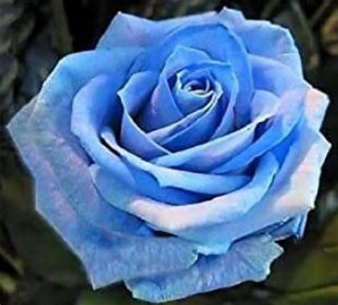 RARE Light Blue ROSE Flower Tree Bush 3 .10 20 or 30 - Etsy