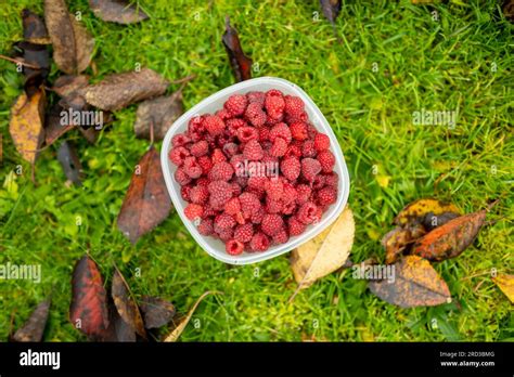 Fresh ripe raspberries under raspberry bush on late autumn day. Harvesting fresh organic berries ...