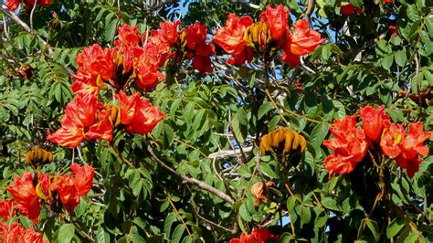 African Tulip - Big Island Invasive Species Committee (BIISC)