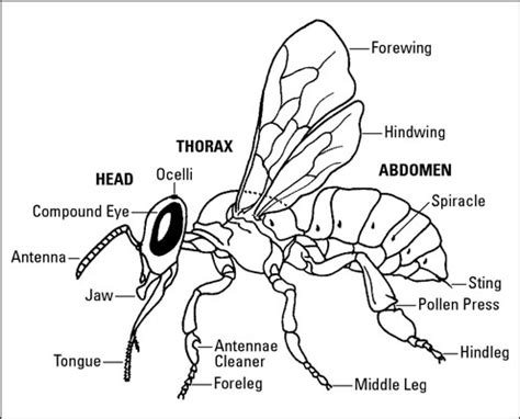 How to Identify the Basic Body Parts of Honey Bees - dummies