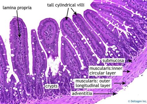 small intestine histology | Histology slides, Tissue biology, Human ...