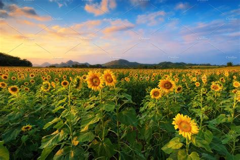 Blooming sunflower field featuring nature, landscape, and sunflower | High-Quality Nature Stock ...