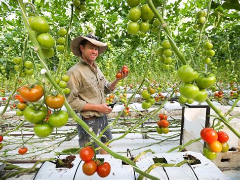 Ricardoes Tomatoes and Strawberries Farm, Port Macquarie | NSW Holidays ...