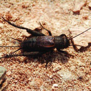 External anatomy of a grasshopper. Josef Tumbrinck | Download ...