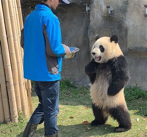 PsBattle: Panda Standing for food with arms on hips : photoshopbattles