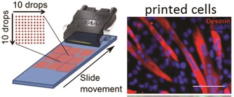 Hot paper: Bio-ink for printing living cells on demand – Biomaterials ...