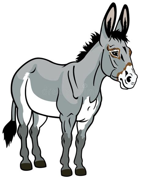 Donkey on white. Donkey,front view illustration isolated on white ...