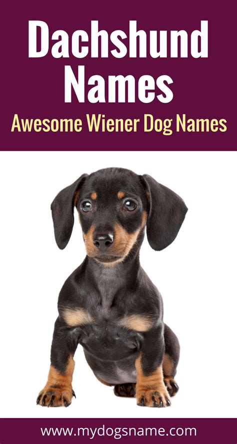 Dachshund Names - [225+ Perfect Wiener Dog Names!] - My Dog's Name | Dog names, Wiener dog ...