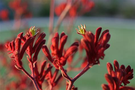 Free picture: red, kangaroo, plant