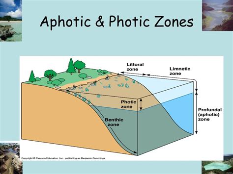 PPT - Biomes PowerPoint Presentation, free download - ID:4330761