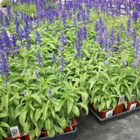 Victoria Blue Salvia | Star Nursery Garden and Rock Centers