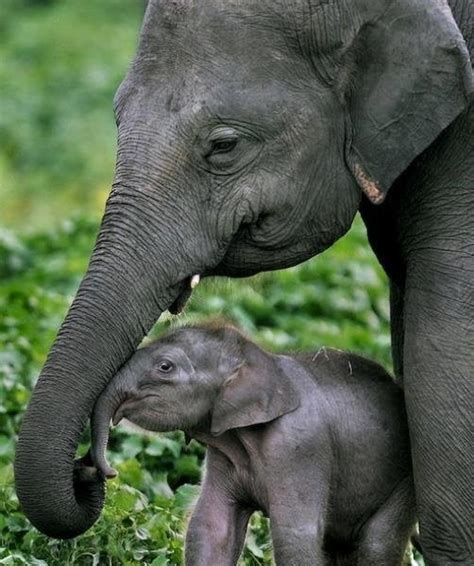 Baby elephant and his mom : aww