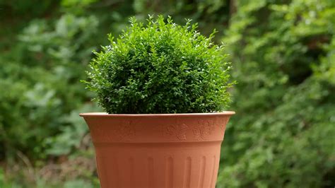 13 Great Dwarf Shrubs And Bushes Ideas - Theyardable