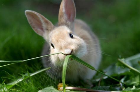 Vaccinating Rabbits | Small Pet Health & Care | zooplus Magazine