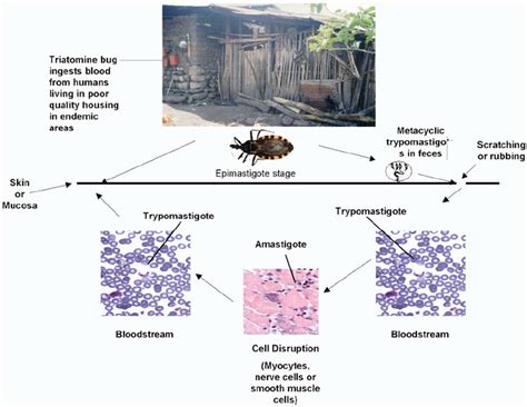 The cycle of transmission of Trypanosoma cruzi , the causative agent of... | Download Scientific ...