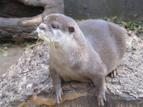 asian small clawed otter Archives - Fuzzy Today