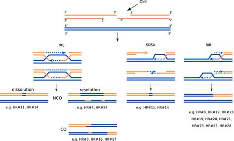 Homologous recombination pathways and mechanisms of DSB repair. DSBs ...