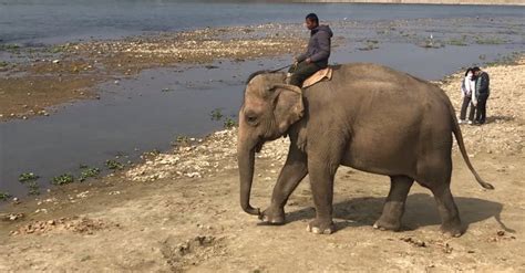 Elephant Safari at Chitwan ,Nepal Free Stock Video Footage, Royalty-Free 4K & HD Video Clip