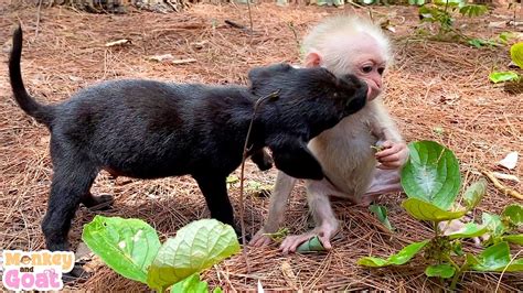 Baby monkey and puppies play relaxing fun - YouTube