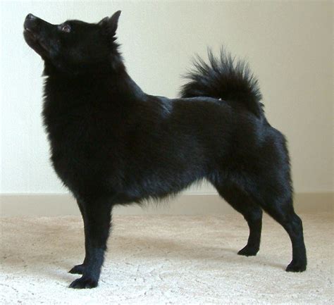 Schipperke Breed Guide - Learn about the Schipperke.