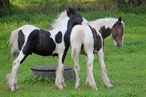Free Images : winter, brown, stallion, mane, pony, friends, vertebrate, mare, colt, horse like ...
