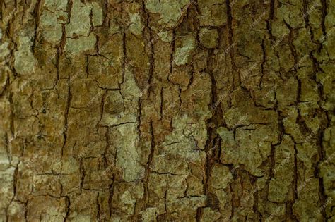 Premium Photo | Wood tree trunk texture