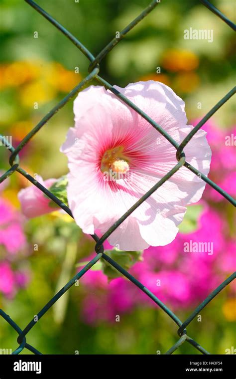 Green garden fence wire with summer flowers in a garden, Bruchhausen-Vilsen, Lower Saxony ...